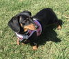 Adoption pending:Pebbles(Bonded pair with Bam-Bam)