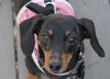 Adoption pending:Pebbles(Bonded pair with Bam-Bam)