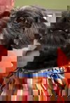 Toby2