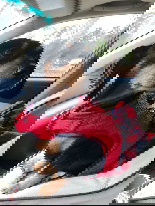 Reese