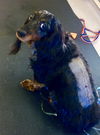 Romeo2