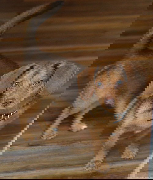 Rusty4