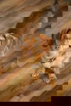 Rusty4