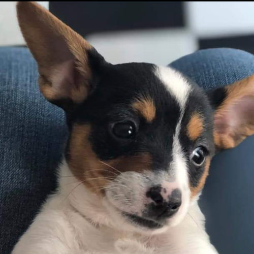 Rosie3