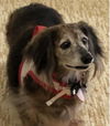 Rex2 (Bonded with Cody)