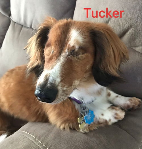 Tucker2