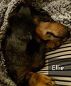 Ellie2 (Bonded with Hazel)