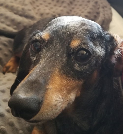 Ellie2 (Bonded with Hazel)