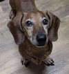 Rufus2
