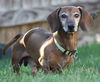 Rufus2