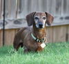 Rufus2