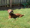 Rufus2