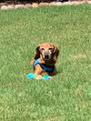 Rufus2