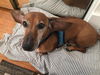 Rufus2