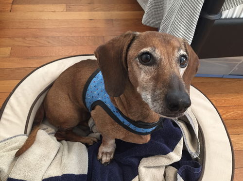 Rufus2