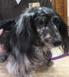 Dottie3