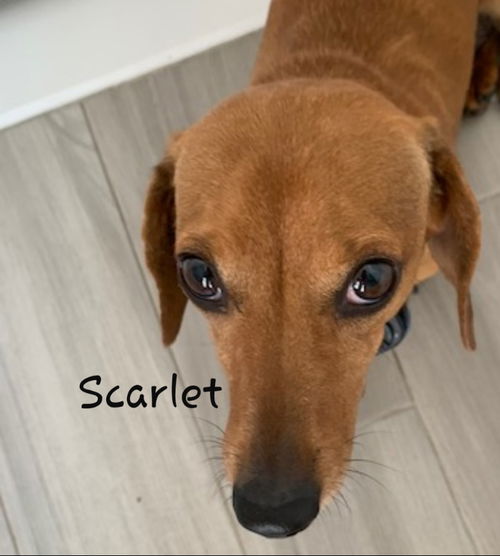 Scarlet (Bonded with Melanie2)