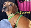 Scarlet (Bonded with Melanie2)