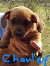 Charley