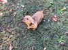 Charley