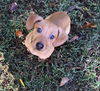 Gingersnap