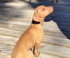Gingersnap