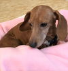 Rosebud2 (Bonded with Angelface)