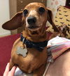 Angelface (Bonded with Rosebud)