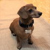 Angelface (Bonded with Rosebud)