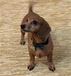 Angelface (Bonded with Rosebud)
