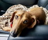 Rufus3