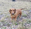 Rufus3