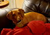 Rufus3