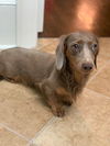 Toby3