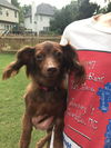Sammy