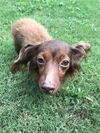Sammy