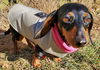 Ellie4 (Bonded with Frank)