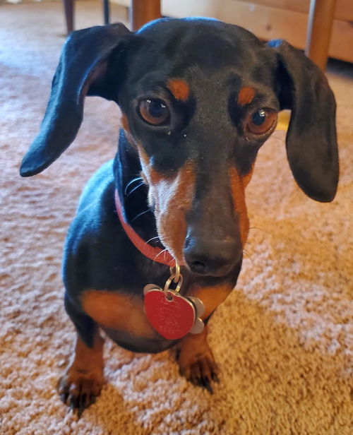 Ellie4 (Bonded with Frank)