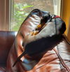 Ellie4 (Bonded with Frank)