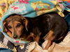 Roxie2