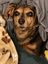 Roxie2