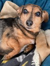 Roxie2