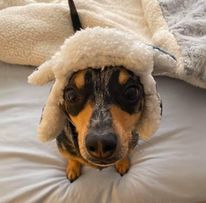 Roscoe2