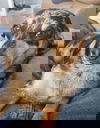 Roscoe2