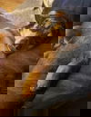 Roscoe2
