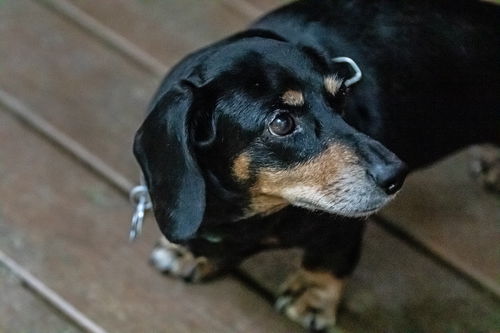 Snickers2 (Bonded with Tootsie2)