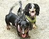 Smokey2 (Bonded with Patriot)