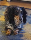 Smokey2 (Bonded with Patriot)