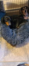 Sissy (Bonded with Sophie3)