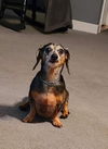 Sophie3 (Bonded with Sissy)
